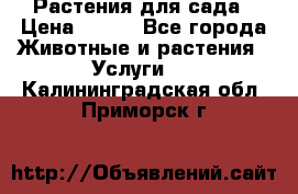 Растения для сада › Цена ­ 200 - Все города Животные и растения » Услуги   . Калининградская обл.,Приморск г.